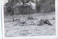 Massgrave