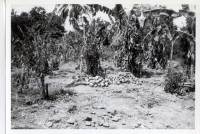Massgrave1
