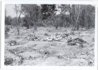 Massgrave10