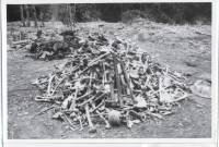 Massgrave12