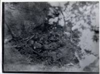 Massgrave21