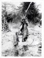 Massgrave26