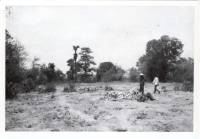 Massgrave29