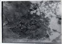 Massgrave31