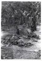 Massgrave32