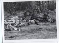 Massgrave36