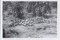 Massgrave4