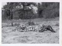 Massgrave41