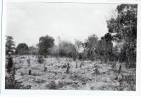 Massgrave42