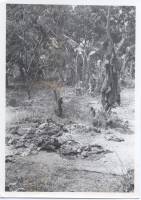 Massgrave44