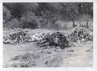 Massgrave46