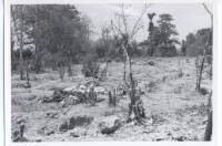 Massgrave48
