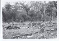 Massgrave50