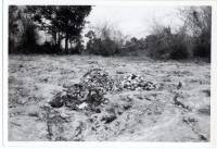 Massgrave51