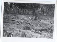 Massgrave54