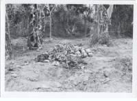 Massgrave55